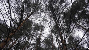 Beautiful view of trees tops in autumn forest in nature reserve. Clip. Bottom view of coniferous forest and cloudy sky. photo