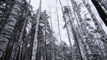 Nevado y mágico tranquilo bosque en invierno. medios de comunicación. hermosa escarchado Mañana y abedul arboles foto