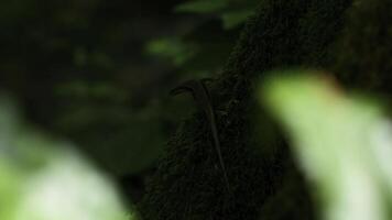 Close up of lizard on a mossy tree trunk. Creative. Natural background with green nature and lizard. photo