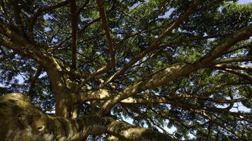 Green jungle trees against blue sky and shining sun. Action. Many narrow branches of a beautiful large tree. photo