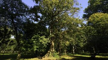 Walk through the magic forest on a sunny day. Action. Sun rays emerging though the green tree branches. photo