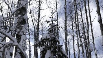 Snow on branches in winter wild forest. Clip. Landscape of frozen nature on a sunny day. photo