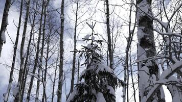 Snow on branches in winter wild forest. Clip. Landscape of frozen nature on a sunny day. photo