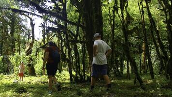 excursionismo joven mujer y dos Niños caminando juntos en el sendero con mochila. creativo. verde hermosa vegetación y brillante Dom. foto