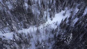 Aerial view of hikers in the pine trees forest, winter landscape, French alps. Clip. Concept of travelling and active lifestyle. photo