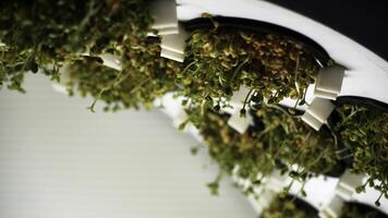 Concept of healthy vegan diet. Media. Close up of growing various microgreens in a slowly rotating round shaped farm. photo