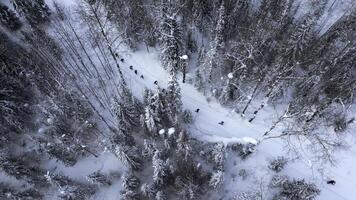 aéreo parte superior abajo ver de grupo de caminantes siguiendo uno por uno el nieve cubierto camino. acortar. invierno bosque y que cae nieve. foto