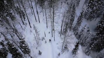 Aerial view of a man walking with his dog in deep snow in Austria. Clip. Scenic view of pine tree forest and snow covered ground. photo