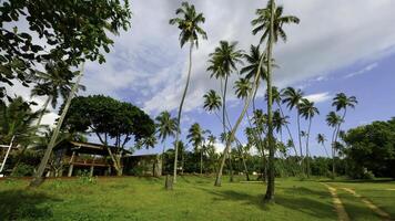 Natural landscape of palm trees and green bright grass. Action. Beautiful cottage and summer countryside landscape. photo