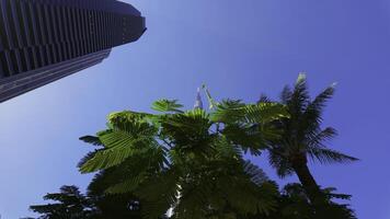 Ground angle of blue sky with tall buildings around. Action. Giant skyscrapers and summer nature. photo