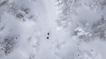 Aerial view of a man walking with his dog in deep snow in Austria. Clip. Scenic view of pine tree forest and snow covered ground. photo