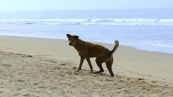 extraviado perro caminando solitario en el playa por el mar. acción. hermosa dorado perro norte arenoso playa costa. foto