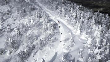 Aerial top down view of hikers walking one by one in winter forest. Clip. Travelers exploring snowy forest. photo