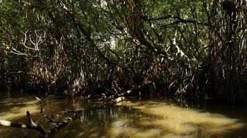 Swamp forests in wetlands, concept of wildlife and biodiversity. Action. Close up of tree with tangled branches. photo