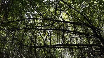 Moving through a tropical forest with large trees and green crowns. Action. Low angle view of hanging branches with green leaves. photo