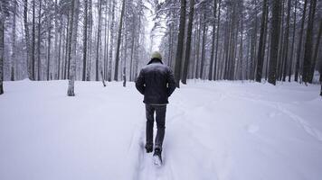 Stylish young man walking in winter forest. Media. Rear view of man walking in winter forest. Walking along path with falling snow in winter forest photo