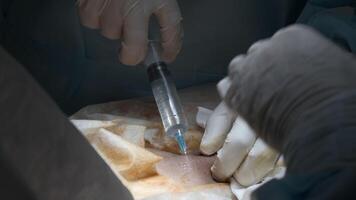 Surgery operation close up. Action. Hands of a doctor making an injection during procedure. video