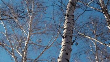 ijzig kaal boom takken tegen blauw zonnig lucht. media. winter of herfst achtergrond met berk boom Woud. video