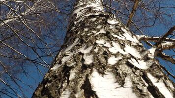 Basso angolo Visualizza di vecchio betulla tronchi nel autunno città parco. media. naturale sfondo con ruvido struttura di bellissimo alberi. video