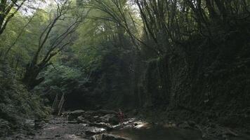 Wanderer Mutter und Junge Stehen im Dschungel in der Nähe von kalt Strom. kreativ. üppig Grün Wald und Fluss. video