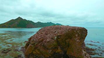 Beautiful rock in sea with seagulls. Clip. Sea rock with seagulls on background of coast on cloudy day. Top view of seascape of northern coast with rocks on cloudy summer day video