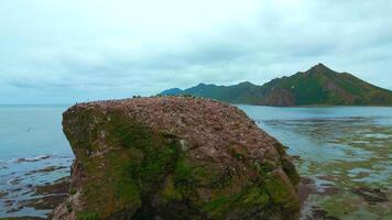 Beautiful rock in sea with seagulls. Clip. Sea rock with seagulls on background of coast on cloudy day. Top view of seascape of northern coast with rocks on cloudy summer day video