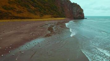 topo Visão do gaivotas em Beira Mar com montanhas. grampo. selvagem de praia em norte costa com rebanho do gaivotas. marinho fauna com rebanhos do gaivotas em norte costa com montanhas video