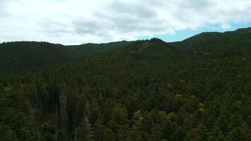 Haut vue de magnifique Montagne paysage avec forêt vert vallée. agrafe. dense végétation de vert forêt dans montagnes. incroyable montagnes avec dense vert forêt avec ses posséder écosystème video