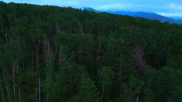 Aerial view of the coniferous forest growing on the slopes of the mountains. Clip. Evergreen valley of coniferous trees. video