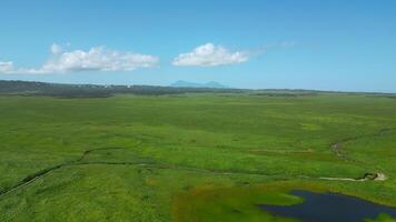drone en volant plus de vert juteux Prairie pendant le été journée. agrafe. interminable vert vallée sur une bleu nuageux ciel Contexte. video