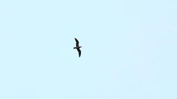 lindo Visão a partir de abaixo do vôo gaivota dentro céu. grampo. vôo gaivota dentro nublado céu. lindo voar do livre gaivota dentro mar em fundo nublado céu video