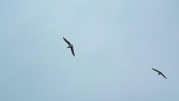 lindo Visão a partir de abaixo do vôo gaivota dentro céu. grampo. vôo gaivota dentro nublado céu. lindo voar do livre gaivota dentro mar em fundo nublado céu video