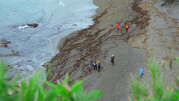 Group of tourists walks on shore of northern coast. Clip. Tourists walk on sandy beach with algae on cloudy day. Tourists on shore with algae after storm video