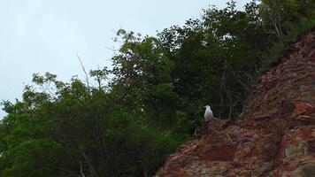 Seagull is sitting on rock with green bushes. Clip. Seagull sits on sheer cliff on background of green vegetation on cloudy day. Seagull on rock with forest on coast video