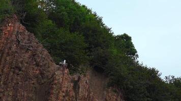 gabbiano è seduta su roccia con verde cespugli. clip. gabbiano si siede su puro scogliera su sfondo di verde vegetazione su nuvoloso giorno. gabbiano su roccia con foresta su costa video