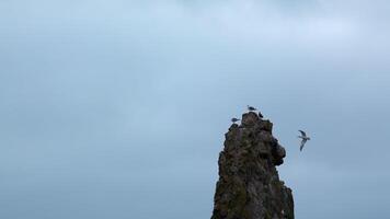 Top of long cliff with seagulls. Clip. Seagulls sit on top of cliff on background cloudy sky. Seagulls fly and sit on small rock in sea in cloudy weather video