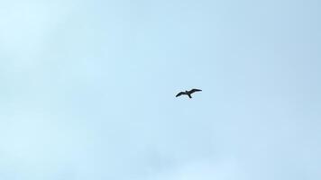 Beautiful view from below of flying seagull in sky. Clip. Flying seagull in cloudy sky. Beautiful flight of free seagull in sea on background cloudy sky video