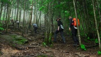 gruppo di turisti è a piedi su montagna pista nel denso foresta. clip. turisti scalata montagna pendenza nel verde foresta. turisti camminare lungo il pista su foresta pendenza video