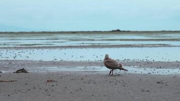 Beautiful seagull on seashore on cloudy day. Clip. Brown mottled seagull on sandy seashore. Seagull walks on seashore on background of rocks and waves video