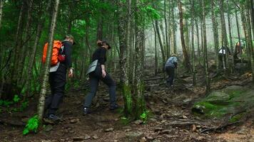 Group of tourists is walking on mountain trail in dense forest. Clip. Tourists climb mountain slope in green forest. Tourists walk along the trail up forest slope video