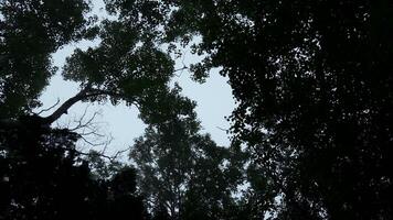 Bottom view of crowns of green trees against sky. Clip. Dense crown of trees and shrubs against sky. View from below of green trees of dense forest with cool fog video