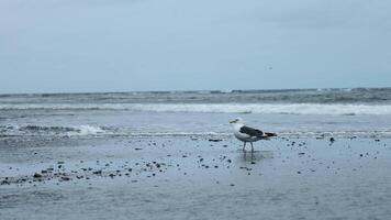 Beautiful view of seagull walking on sand on background of sea waves. Clip. Seagull walks along seashore with waves on cloudy day. Sea life of seagulls on shore video