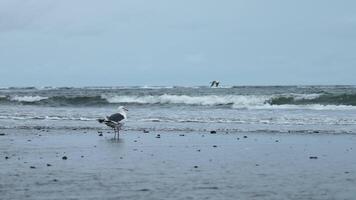 Seagull stands on seashore. Clip. Lonely seagull stands on seashore on cloudy day. Seagull stands on sand on background of sea waves video