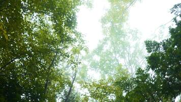 inferior Visão do coroas do verde árvores contra céu. grampo. denso coroa do árvores e arbustos contra céu. Visão a partir de abaixo do verde árvores do denso floresta com legal névoa video