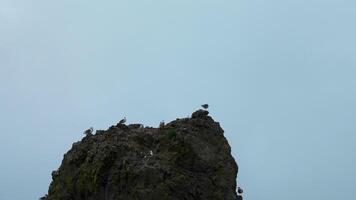 gaviotas mosca por mar acantilado. acortar. hermosa rebaño de gaviotas en rock en antecedentes nublado cielo. rebaño de gaviotas mosca por acantilado en nublado clima video