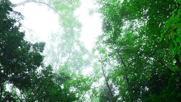 bas vue de couronnes de vert des arbres contre ciel. agrafe. dense couronne de des arbres et arbustes contre ciel. vue de au dessous de de vert des arbres de dense forêt avec cool brouillard video