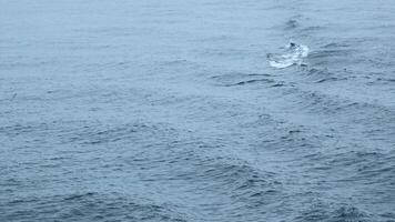 azul mar com ondas e natação golfinhos. grampo. selvagem golfinhos natação dentro aberto mar dentro nublado clima. emocionante vista do natação golfinhos em oceano superfície video