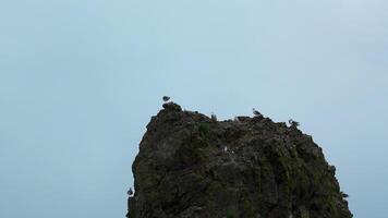 Möwen fliegen durch Meer Cliff. Clip. schön Herde von Möwen auf Felsen auf Hintergrund wolkig Himmel. Herde von Möwen fliegen durch Cliff im wolkig Wetter video