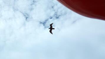 Flying seagulls at floating ship. Clip. View from below of flying seagulls in blue sky. Ship sails with flying seagulls in sky video