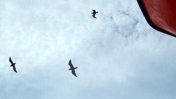 Flying seagulls at floating ship. Clip. View from below of flying seagulls in blue sky. Ship sails with flying seagulls in sky video